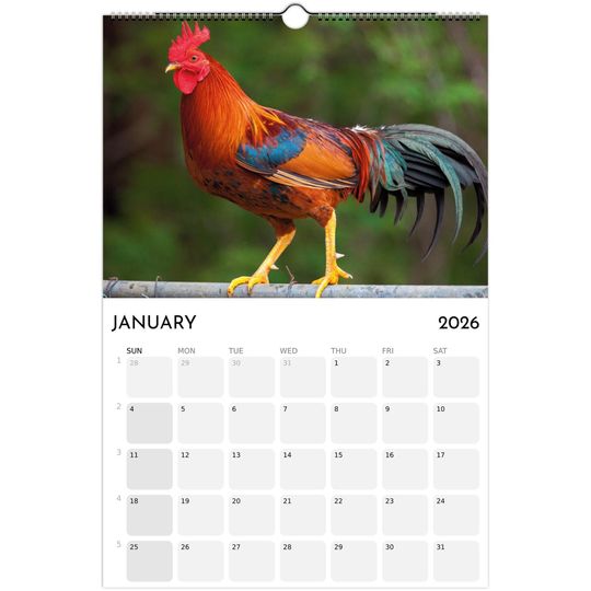 Roosters 2026 Wall Calendar, Funny Gag Gift