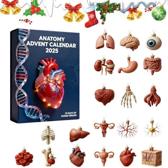 Anatomy Advent Calendar 2025, Christmas Countdown, 24 Mini Human Organ Collectibles Gift