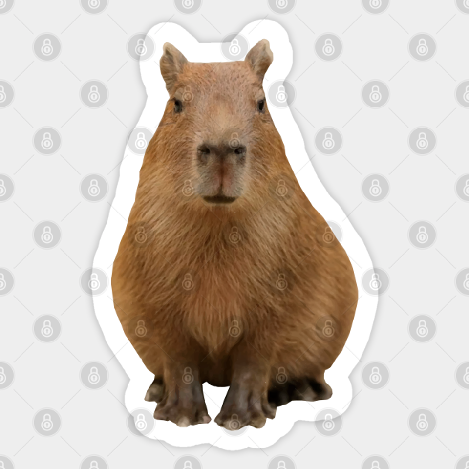 Capybara - Capybara - Sticker