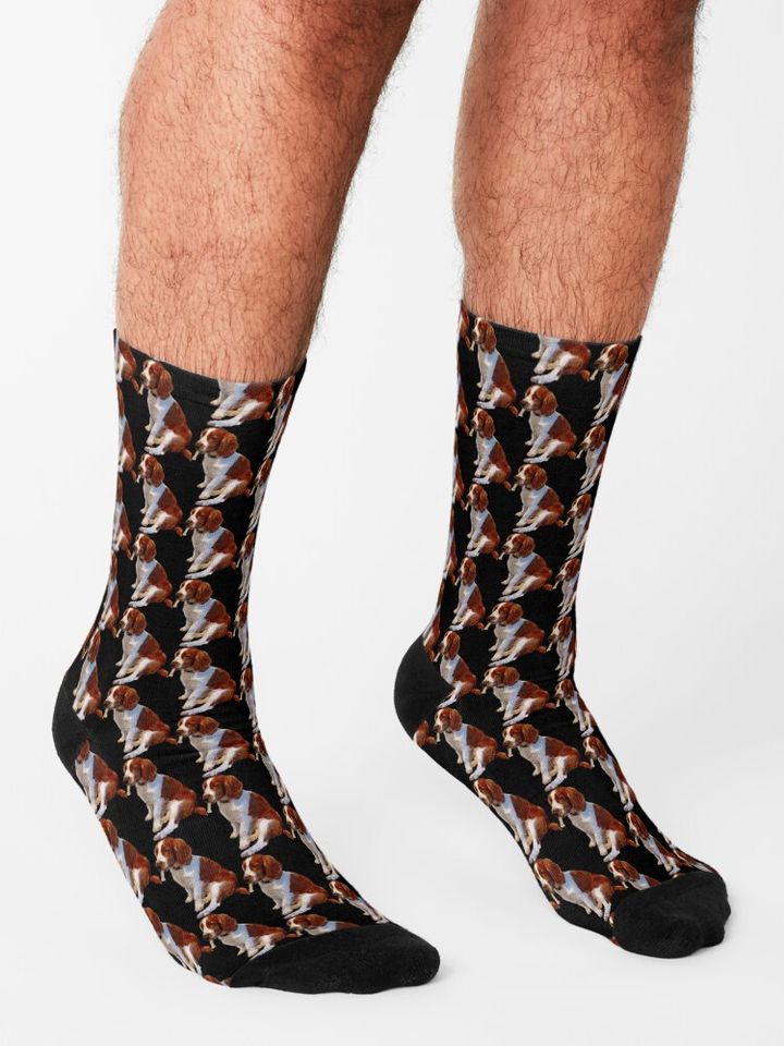 Welsh Springer Spaniel Puppy  Socks