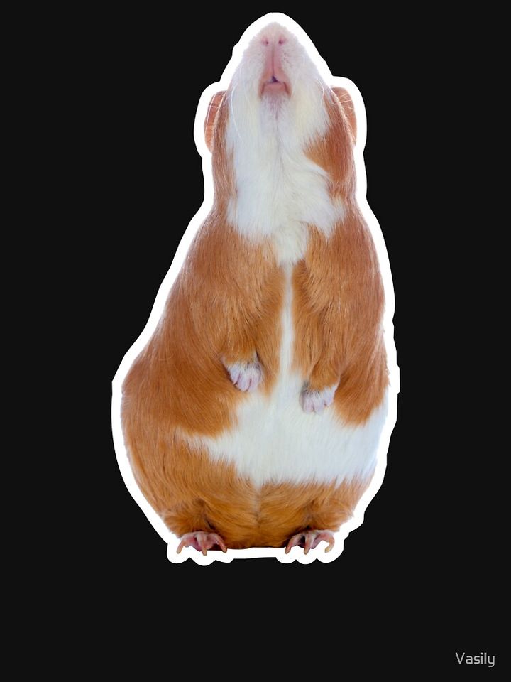 Guinea pig on the hind legs looking up Classic T-Shirt