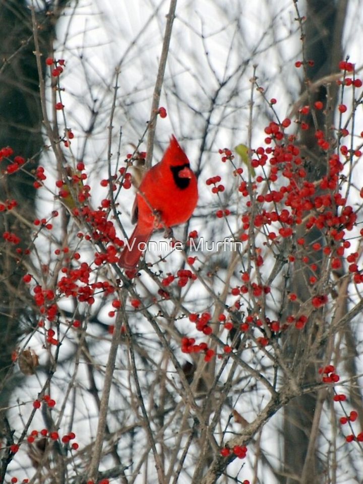 Cardinal  iPhone Case