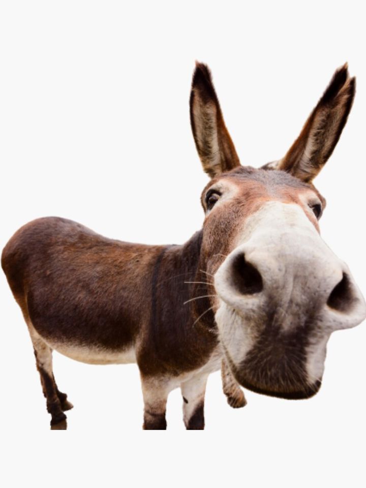 Donkey Sticker