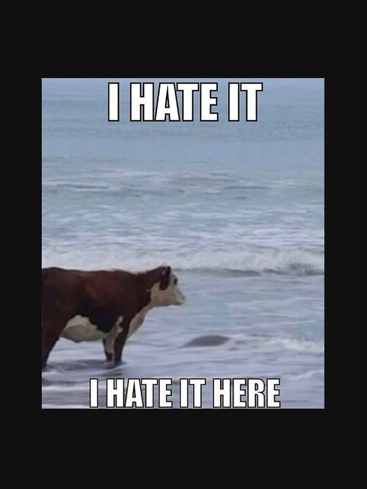 I hate it here cow meme Active T-Shirt