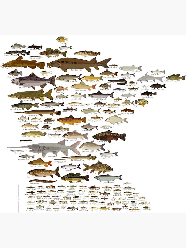 Fishes of Minnesota Premium Matte Vertical Poster