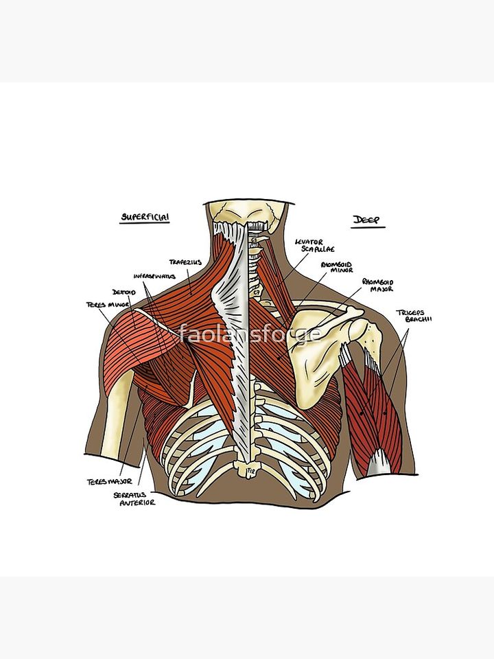 Labeled Muscular anatomy of the upper back Premium Matte Vertical Poster