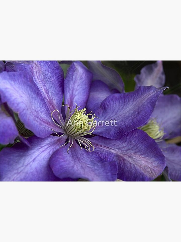 Purple Clematis - Close-up - "Daniel Deronda" Premium Matte Vertical Poster
