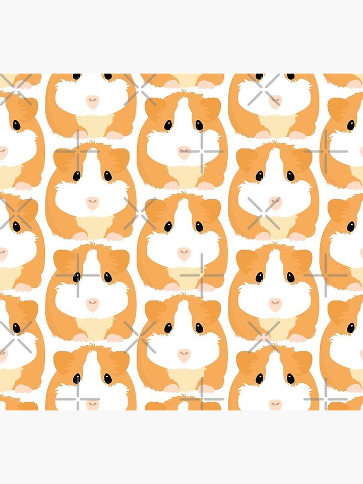 Guinea Pig - White Socks