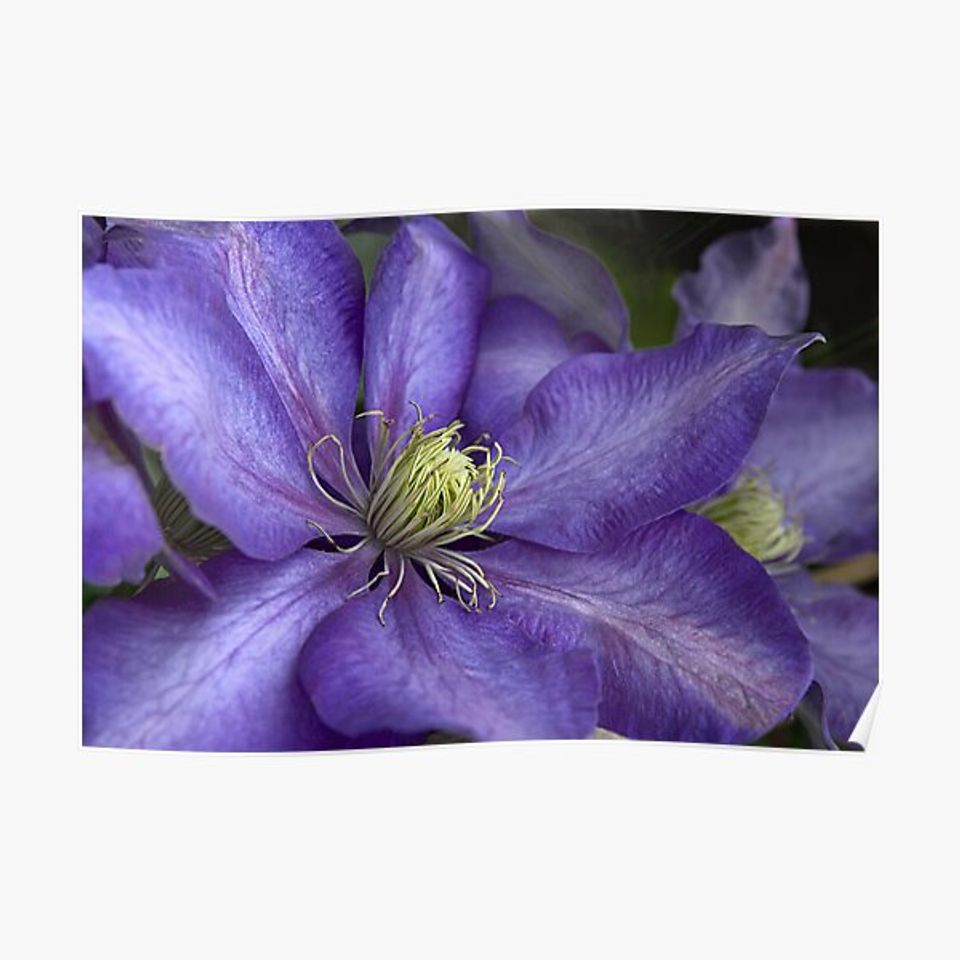 Purple Clematis - Close-up - "Daniel Deronda" Premium Matte Vertical Poster