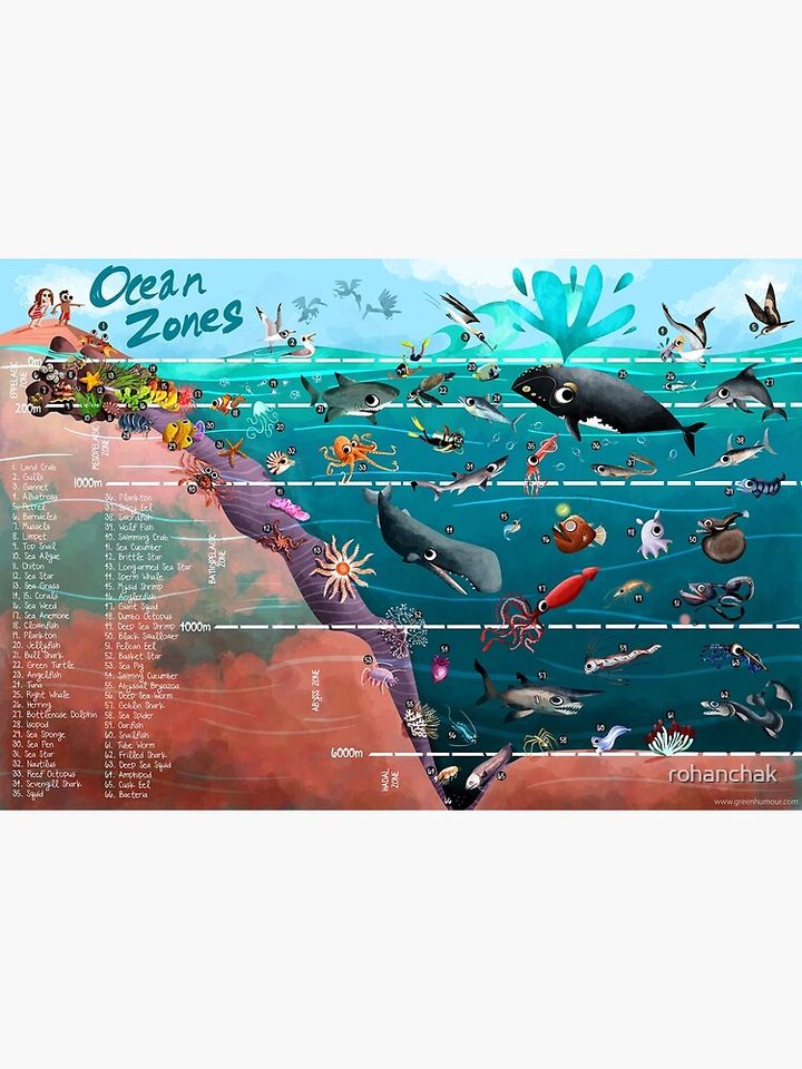 Ocean Zones Illustration Premium Matte Vertical Poster