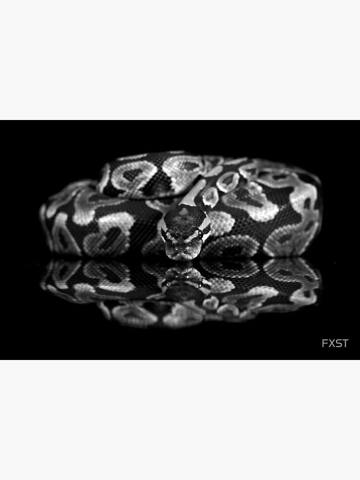 Reflections of a Ball Python Premium Matte Vertical Poster