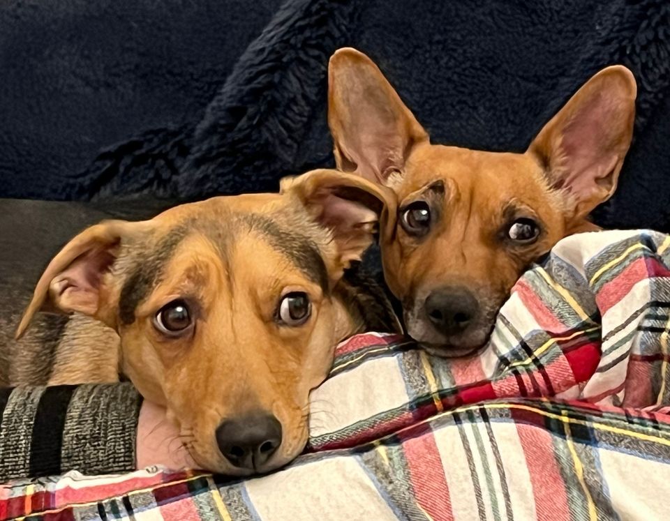 Genuine Pacific Legend Apparel Retro White Hibiscus Hawaiian