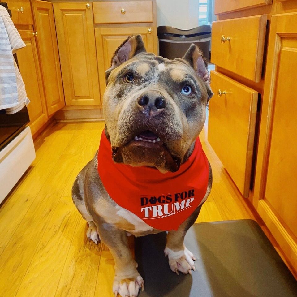 Republican Pet Bandana