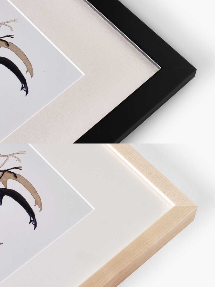 Poinsettia Framed Art Print