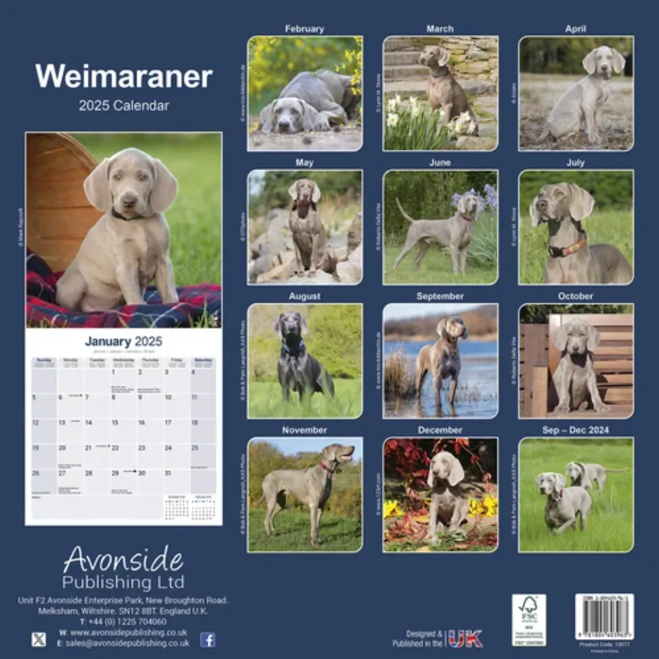 Weimaraner Calendar 2025 Dog Breed Gift Wall Calendar 15% OFF MULTI ORDERS!