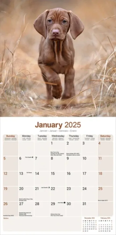 Vizsla Calendar 2025 Dog Breed Gift Wall Calendar 15% OFF MULTI ORDERS!