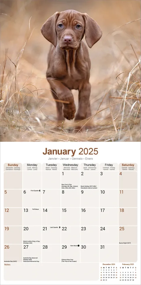 Vizsla Calendar 2025 Dog Breed Gift Wall Calendar 15% OFF MULTI ORDERS!