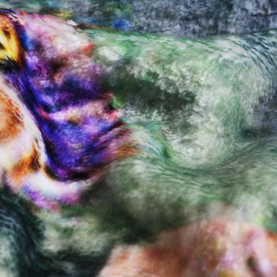 Custom Halloween Pet Portrait Blanket: Personalized Fleece Throw