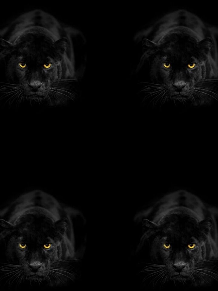 Wild Animal Black Panther Leggings