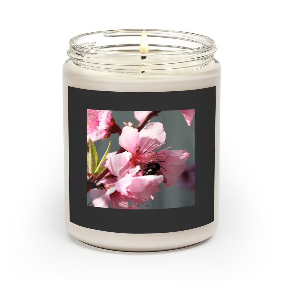 Carpenter Bee On Peach Tree Blossom  Gifts Scented Candles
