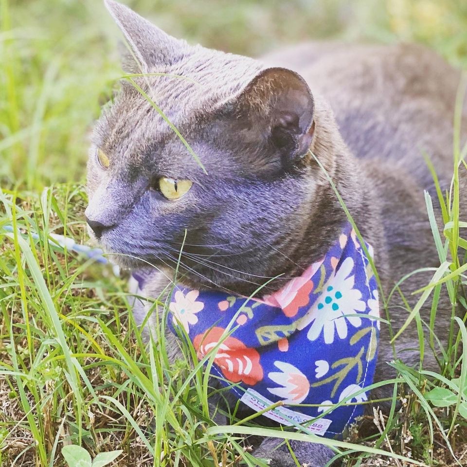 Boho Rainbow - Pet Bandana - Adjustable - Reversible - Dog Bandana