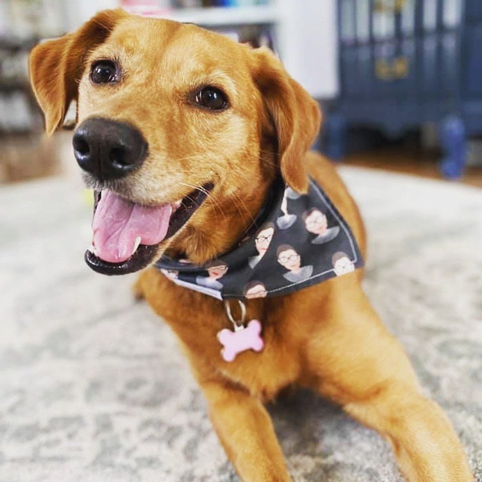 Boho Rainbow - Pet Bandana - Adjustable - Reversible - Dog Bandana