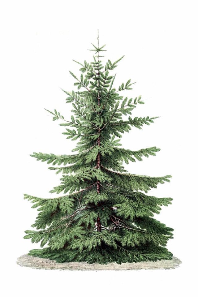 Christmas Tree Print, Botanical Vintage Home Decor, Christmas Tree Illustration