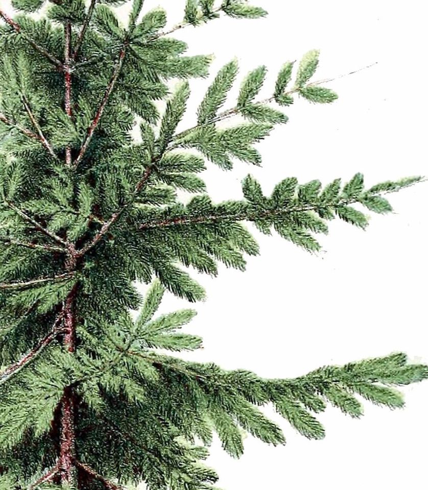 Christmas Tree Print, Botanical Vintage Home Decor, Christmas Tree Illustration