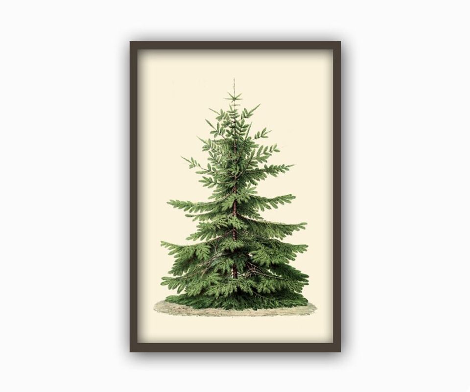 Christmas Tree Print, Botanical Vintage Home Decor, Christmas Tree Illustration
