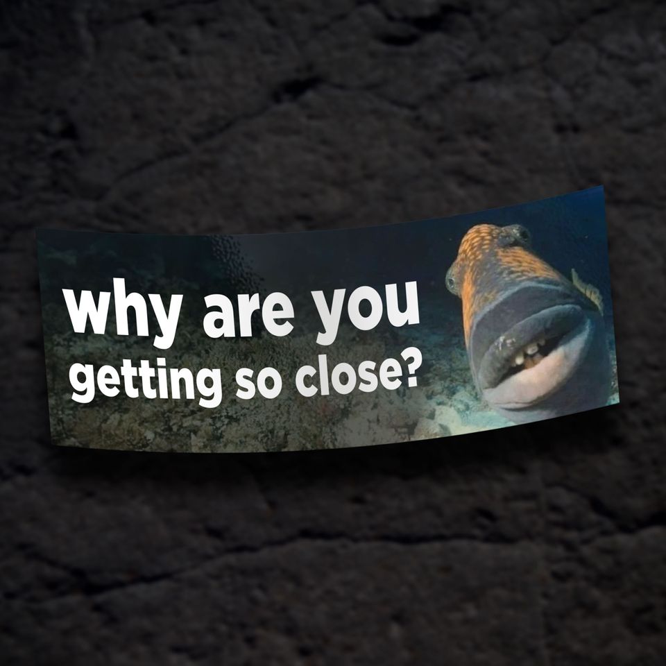 Why Are You Getting So Close? Meme Bumper Sticker Water