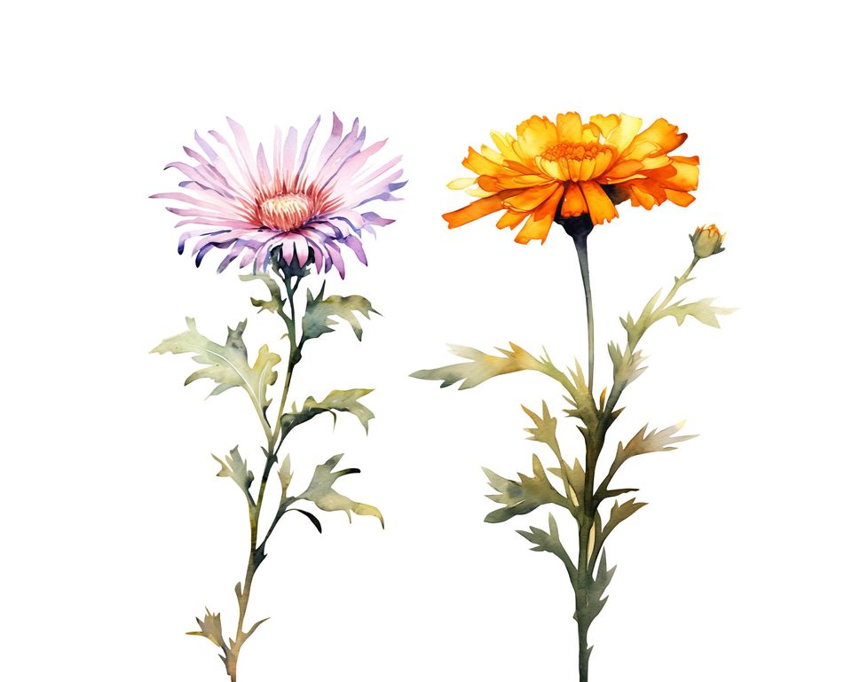 Watercolor Birth Month Flowers Clipart Bundle (PNG Digital Download)