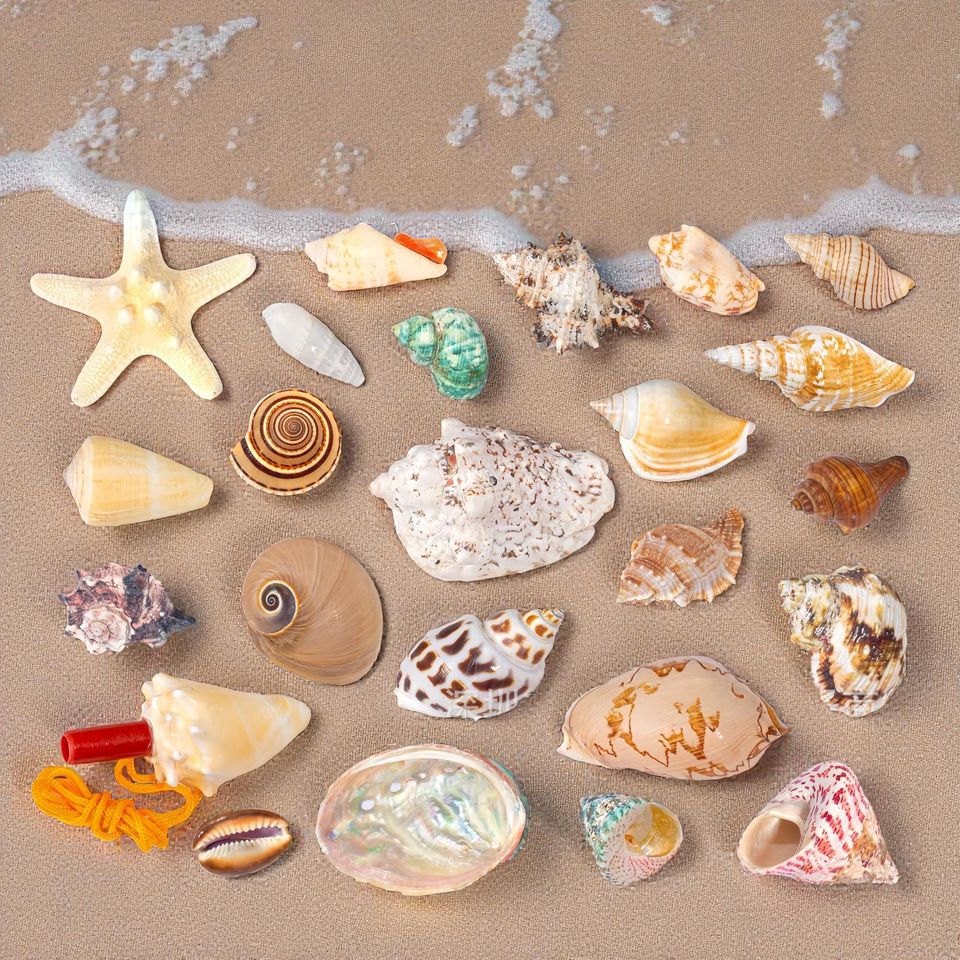 Seashell Advent Calendar 2025, 24 Real Shells, Coastal Christmas Countdown