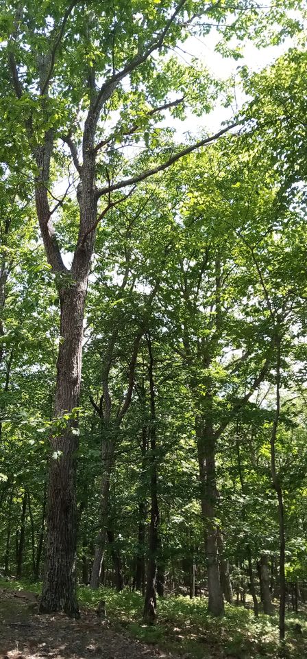 Crafted Space saving 16" shade tree